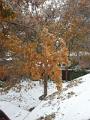 Snow -13